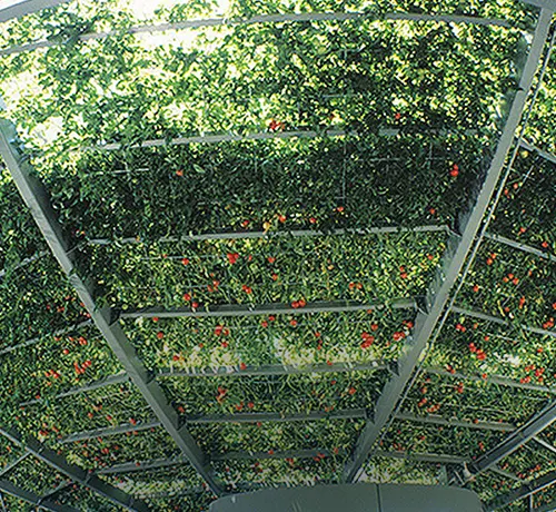 巨大なトマトの木