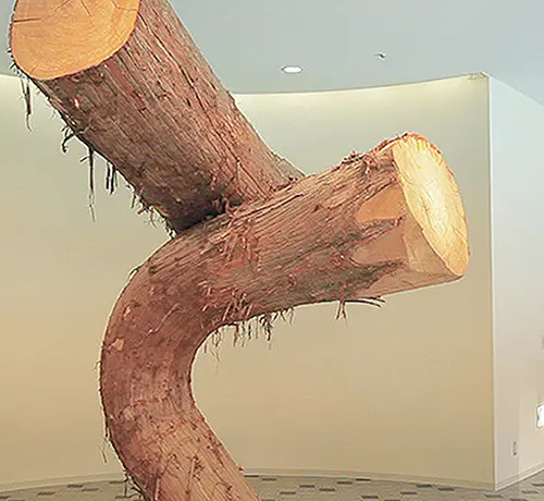 曲がった巨大杉